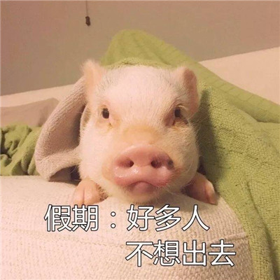 可爱精致的猪猪头像带字高清