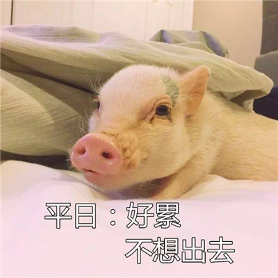 可爱精致的猪猪头像带字高清