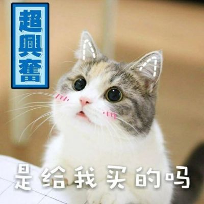 可爱猫咪头像带字高清最新