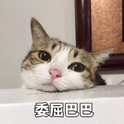 超可爱猫咪带字头像大全高清