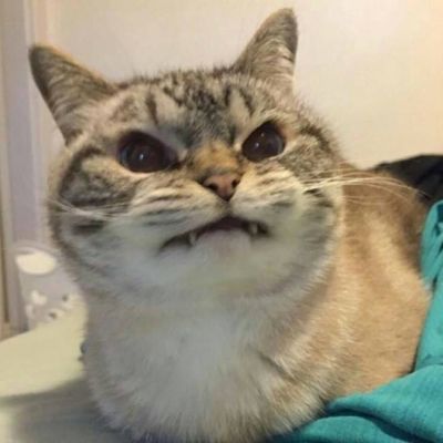 超级呆萌可爱的动物头像大全