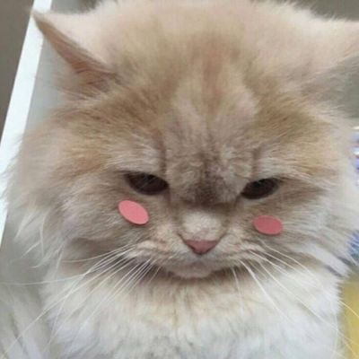 超级呆萌可爱的动物头像大全