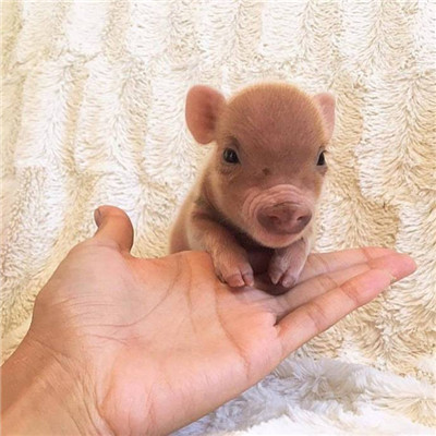 你真是我的掌上明猪头像最新版