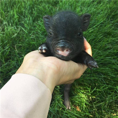 你真是我的掌上明猪头像最新版