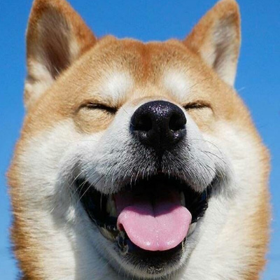 超萌超可爱的柴犬头像无水印 图片头像图片