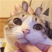 可爱的猫咪头像图片精选