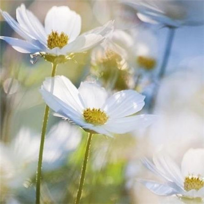 小清新唯美雏菊头像大全超有意境