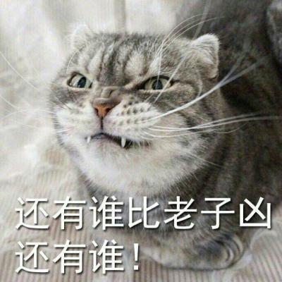可爱霸气动物头像有脾气的猫咪