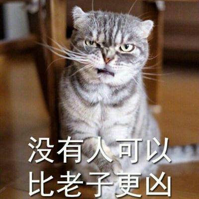 可爱霸气动物头像有脾气的猫咪
