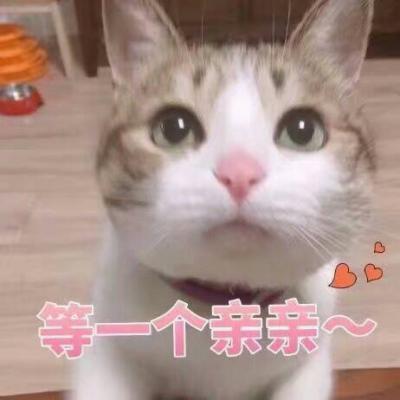 可爱猫咪超级搞怪带字头像最新