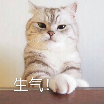 可爱猫咪超级搞怪带字头像最新