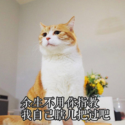 猫咪超级萌超级搞笑带字头像最新版