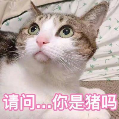 qq带字头像可爱猫咪呆萌搞笑