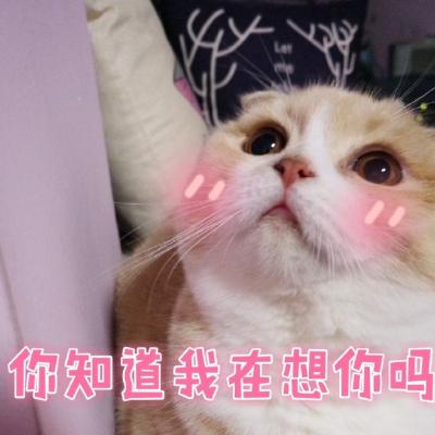 最特别搞笑的猫咪头像带文字