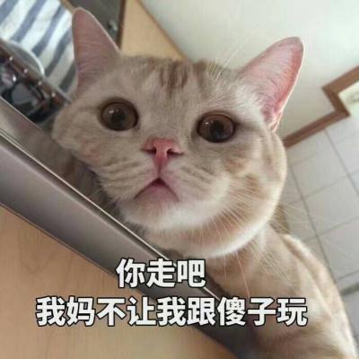 猫咪带字图片大全图片