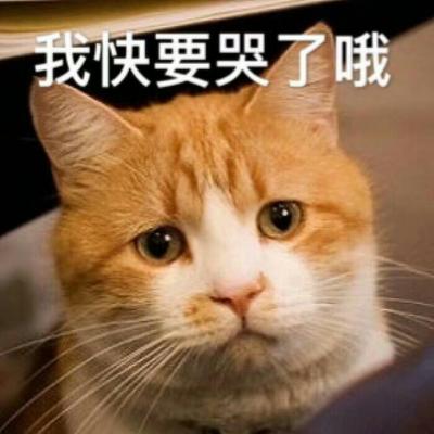 吸引人的卖萌动物带字头像可爱猫咪