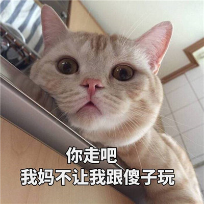 猫咪搞笑图片带字图片图片