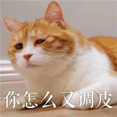 猫咪可爱带字搞笑头像qq群头像