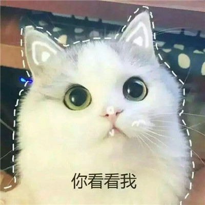 猫咪可爱带字搞笑头像qq群头像