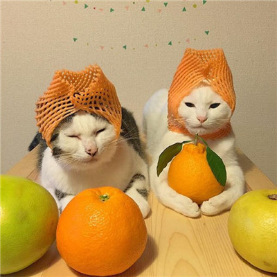 两只吃货猫咪头像高清图片