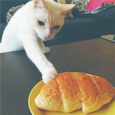 两只吃货猫咪头像高清图片