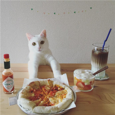 两只吃货猫咪头像高清图片