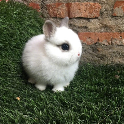 小白兔头像高清图片