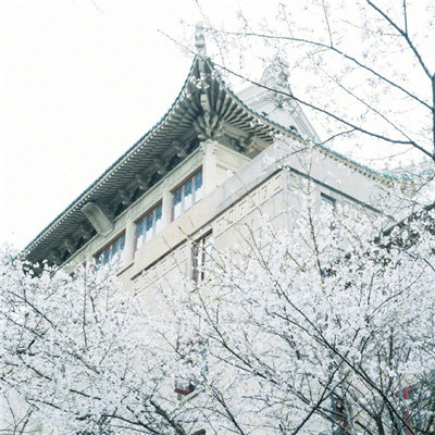 最新武大樱花风景头像高清