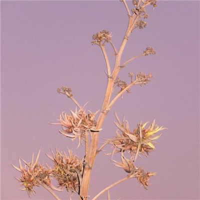 欧美个性静物风景头像高清