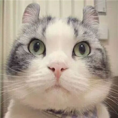 经典可爱萌宠头像搞怪个性高清