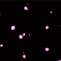 二次元动态头像