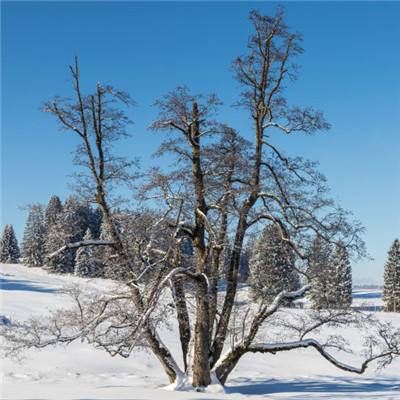 冬天唯美的雪景頭像