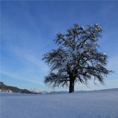 冬天唯美的雪景頭像