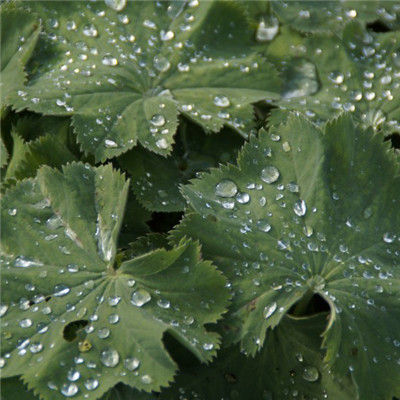 绿叶水滴头像图片