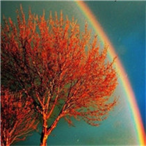 风雨彩虹励志头像图片