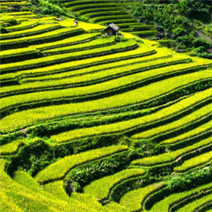美丽的梯田风景头像图片