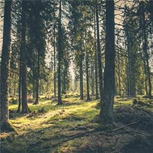 茂密的森林头像