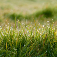 雨后的草丛唯美头像