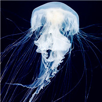 唯美的海底世界的动物水母头像图片