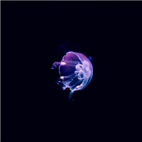 唯美的海底世界的动物水母头像图片