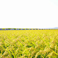 春天的稻田的图片头像大全