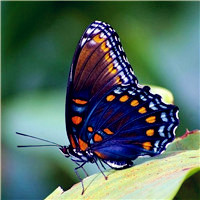 蝴蝶最漂亮微信头像图片