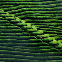 茶园风景图片头像