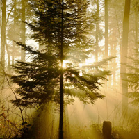 好看的森林光影唯美风景头像图片大全