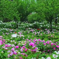 高清花草樹木風景頭像圖片