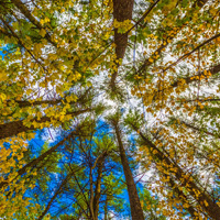 唯美秋季树木风景qq头像图片