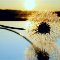 唯美蒲公英头像