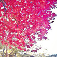 好看唯美秋意满满风光头像