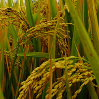 小麦丰收图片头像图片