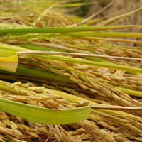 秋收的麦穗图片头像